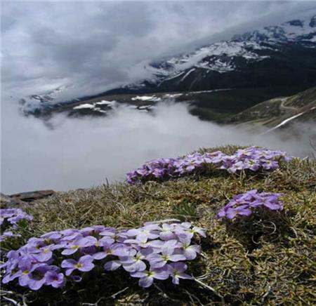 線葉叢菔.jpg 線葉叢菔.jpg